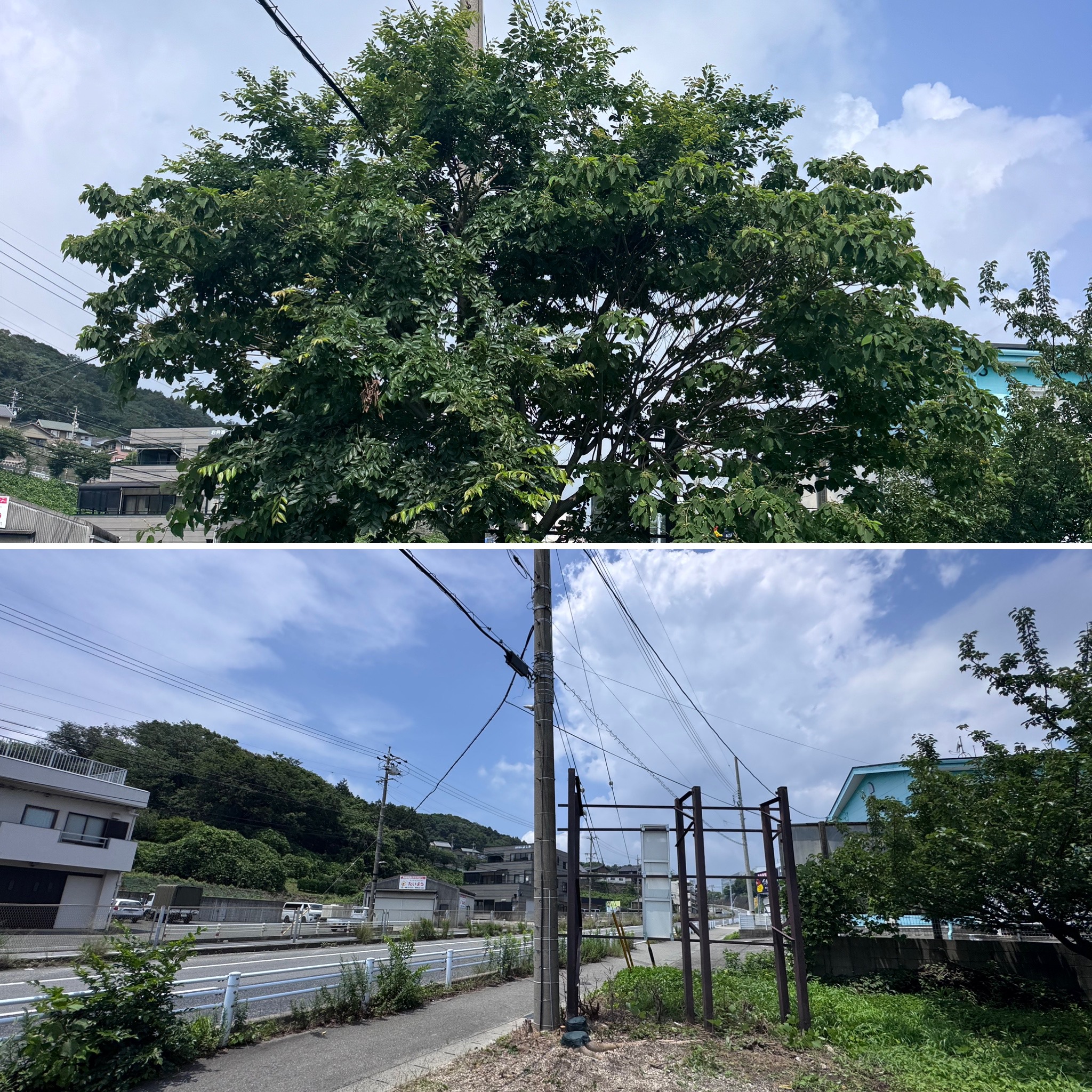 画像の説明